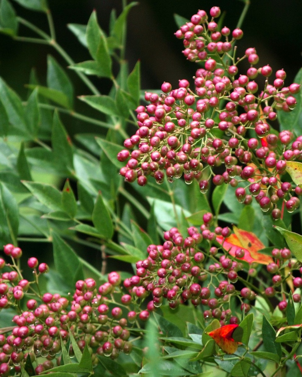 Plantation de bambous céleste