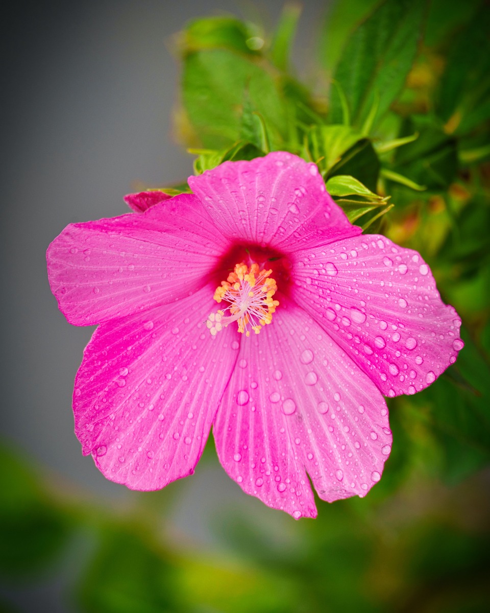 Arrosage des hibiscus