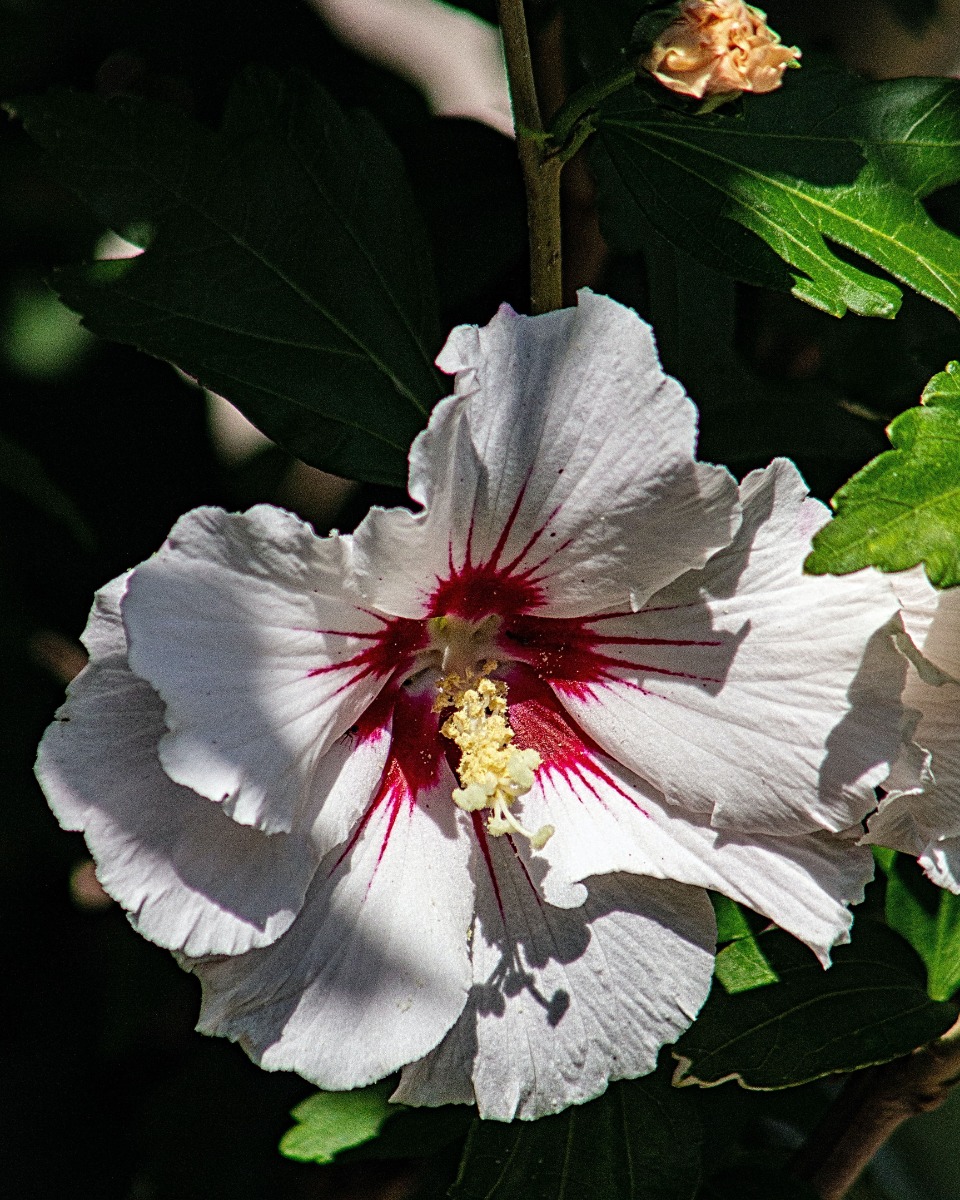 L'alimentation de l'hibiscus