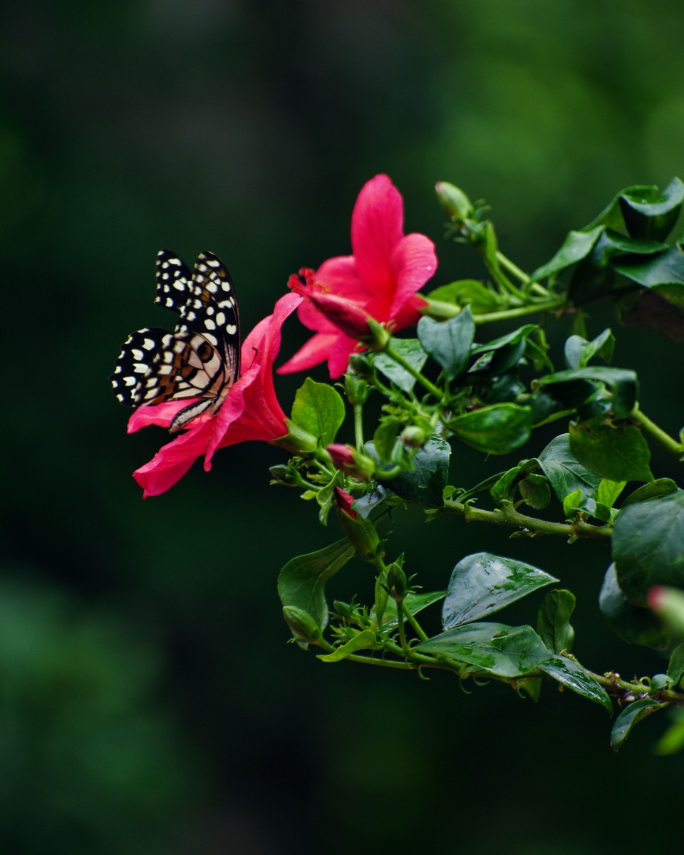 Les fleurs de l'hibiscus 