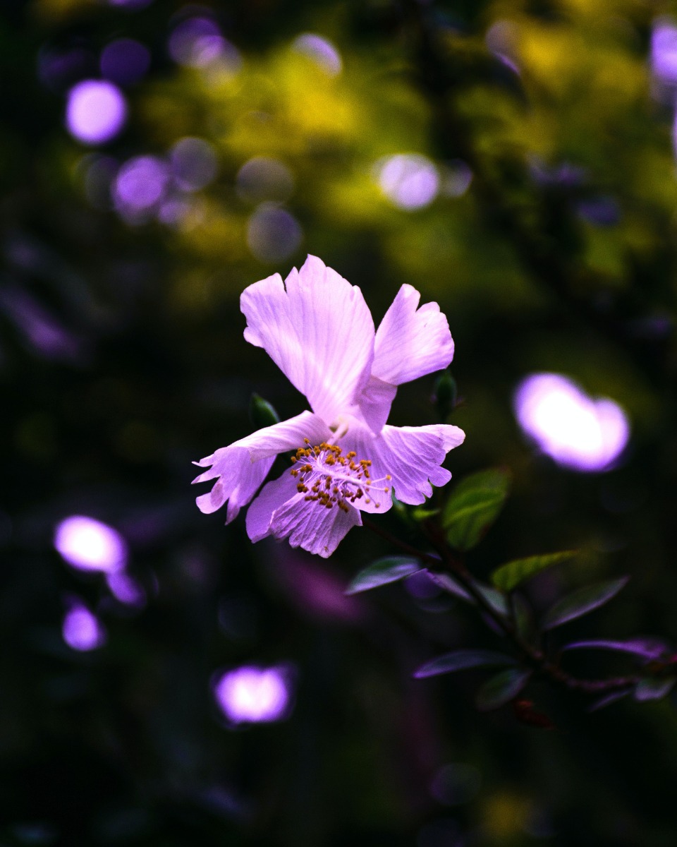 Entretien de l'hibiscus