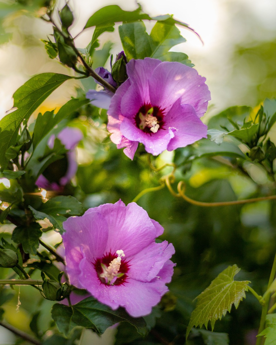 Plantes d'hibiscus