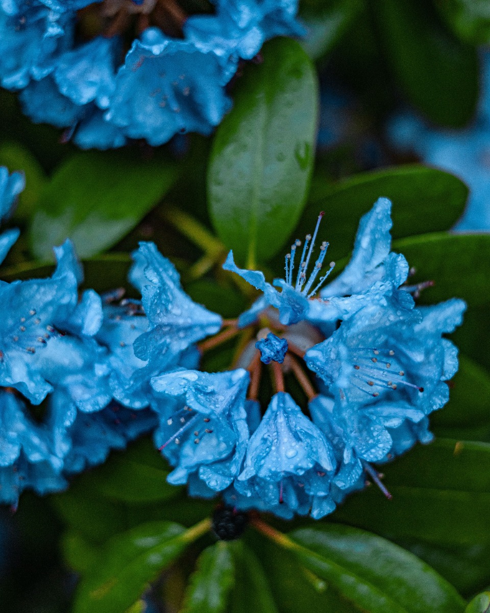 Arrosage de l'hortensia