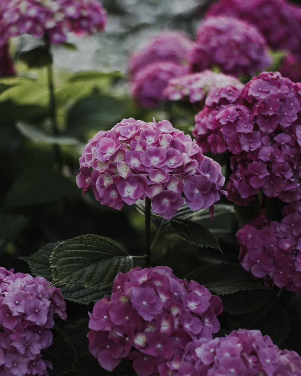 Fleurs colorées d'hortensia