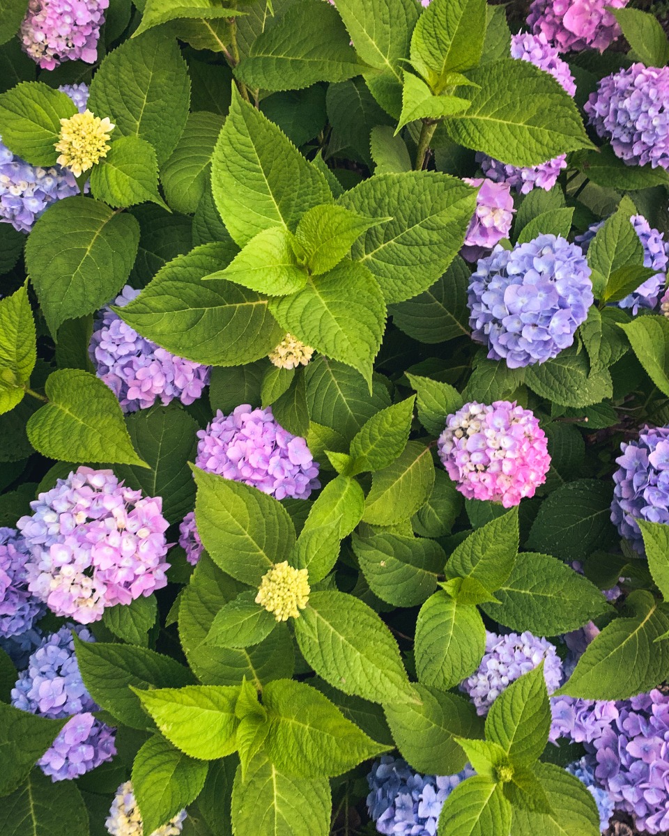 Fertilisation de l'hortensia