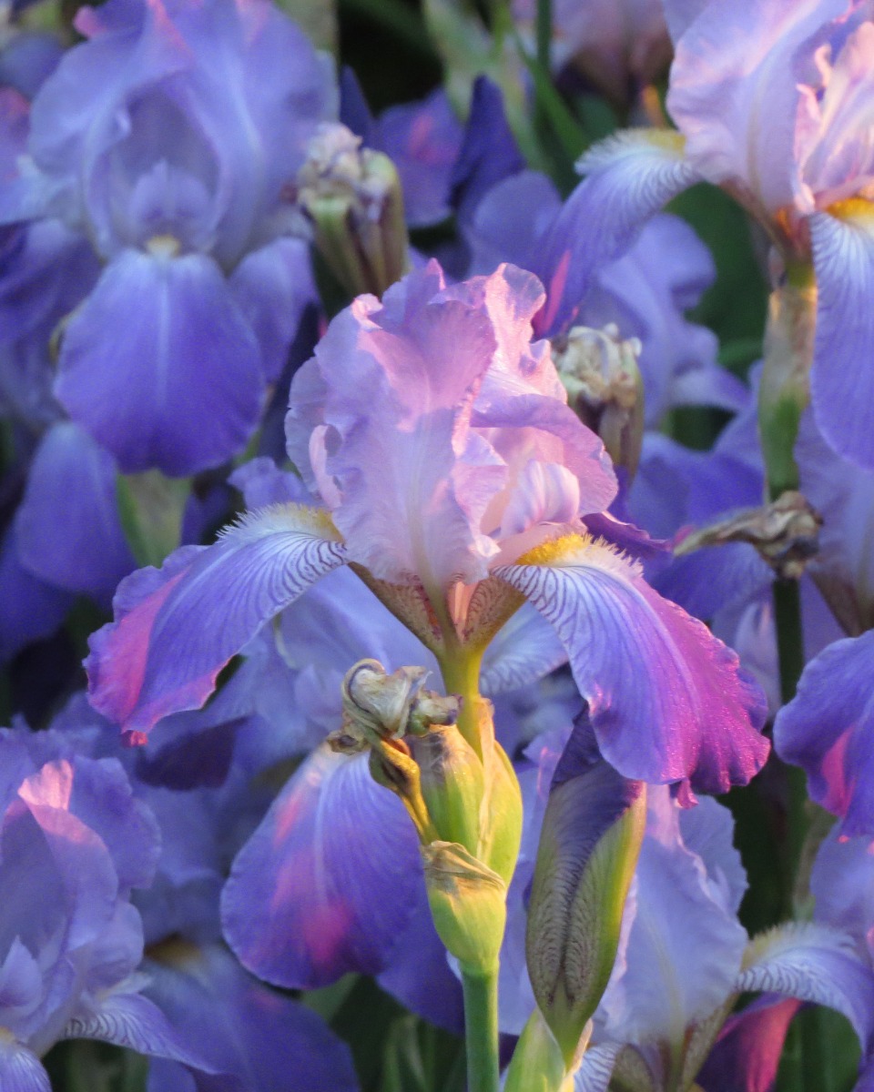 De la nourriture pour l'iris