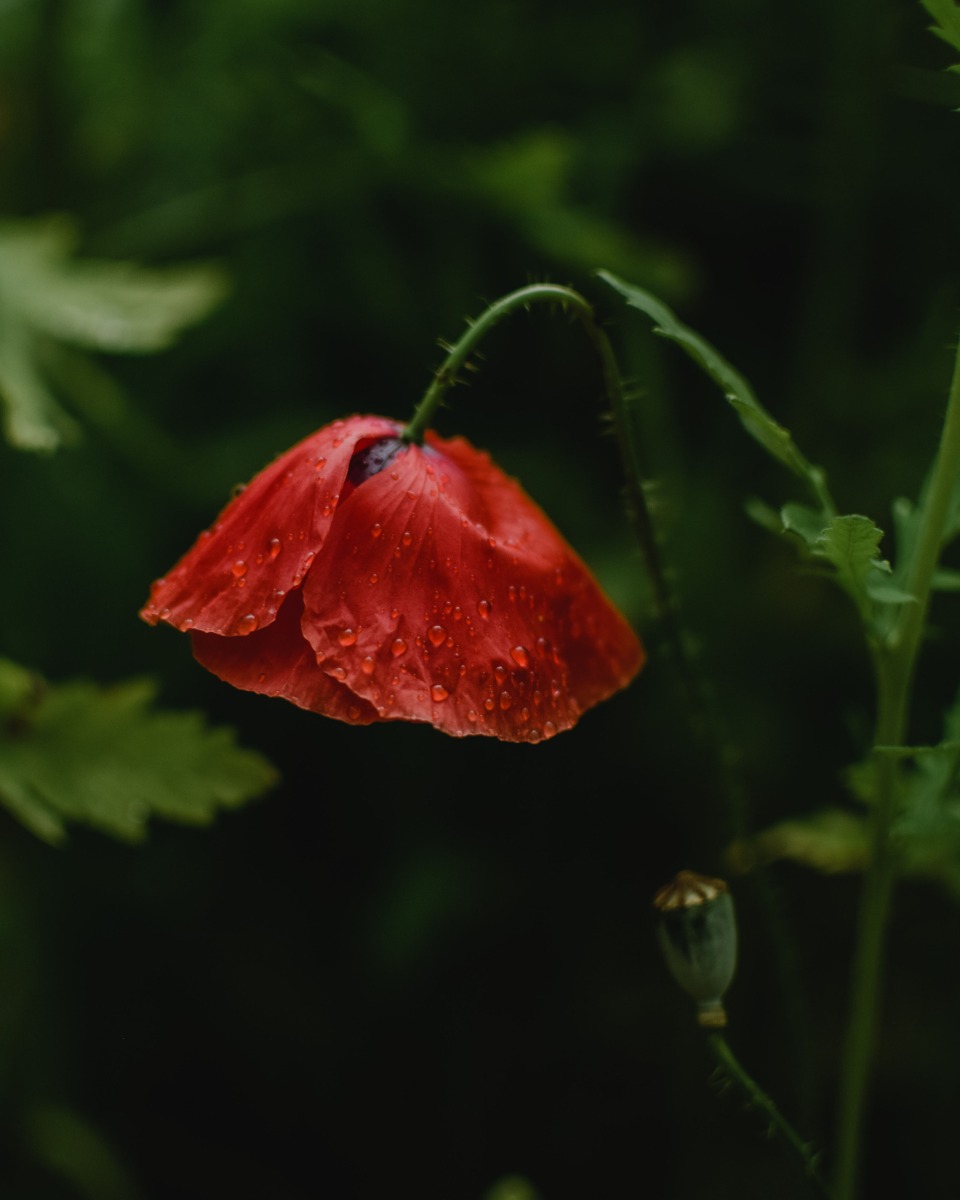 Arrosage des coquelicots