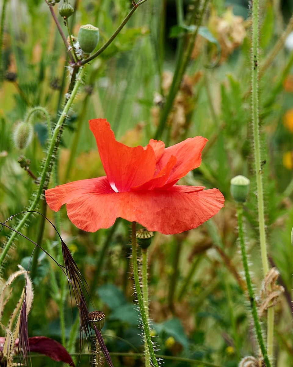 Nourriture pour le coquelicot