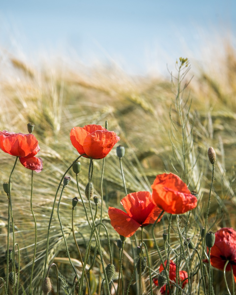 Plantation de coquelicots 