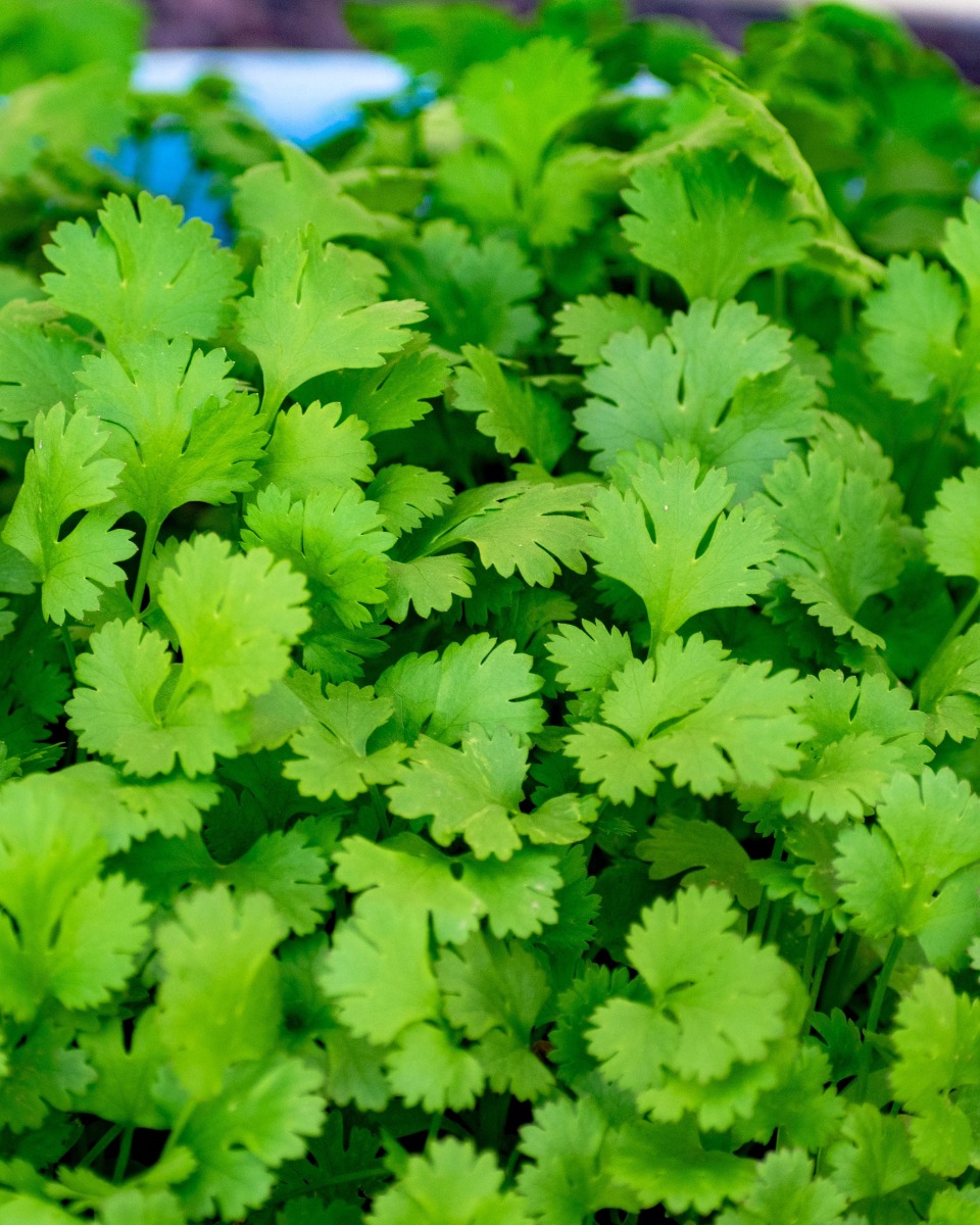 Aliments pour la coriandre