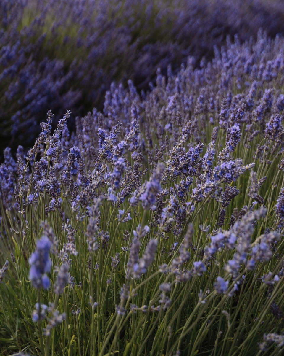 Lavande lavandula 