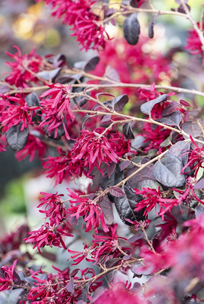 L'alimentation du loropetalum 