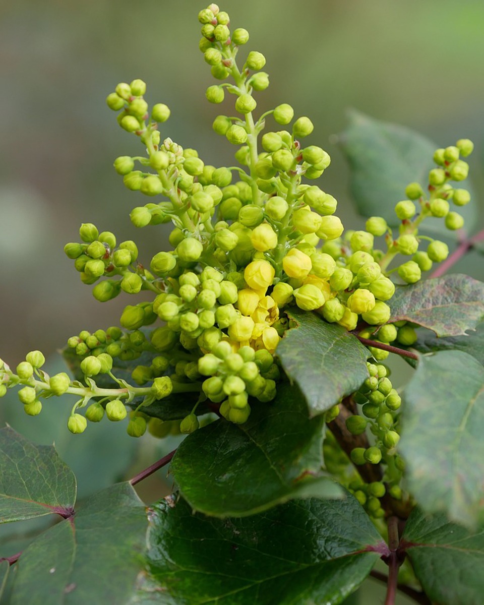 Arrosage du mahonia