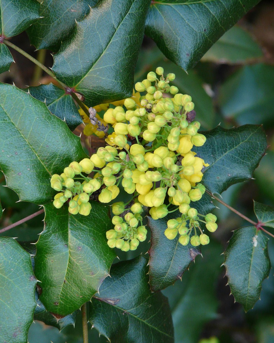 Entretenir le mahonia