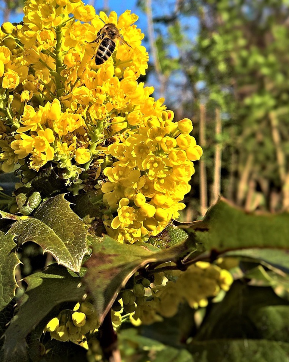 Les fleurs du mahonia