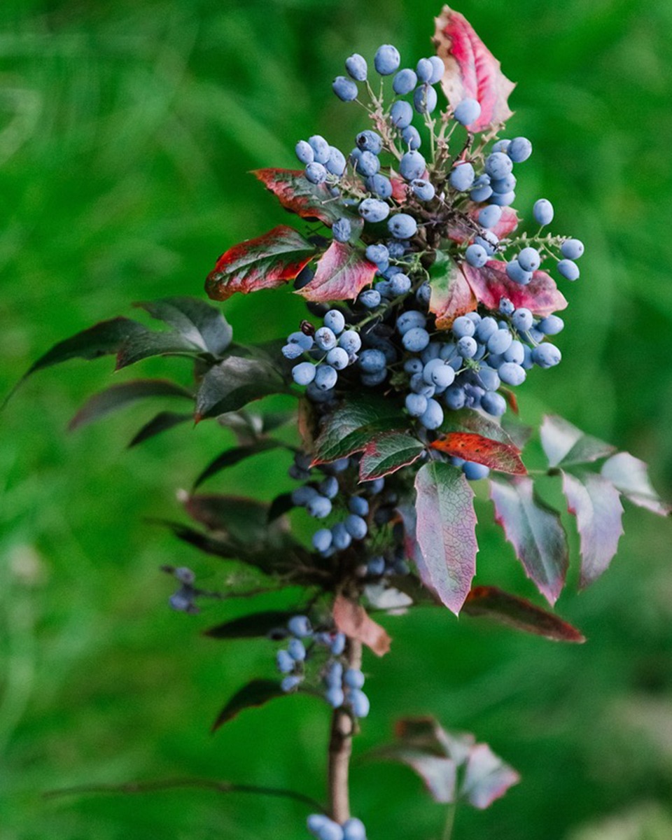 Fertiliser le mahonia