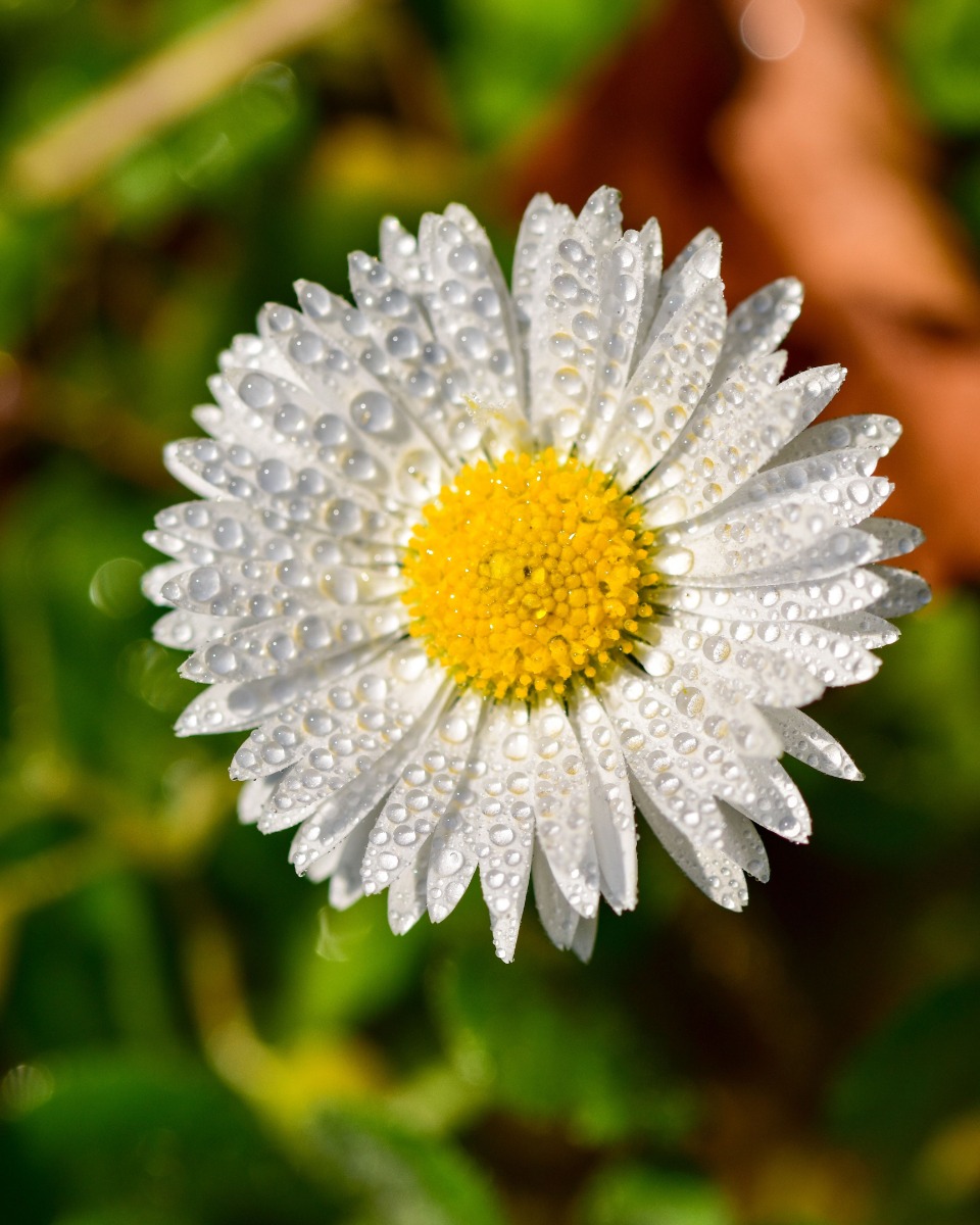 Arrosage des marguerites