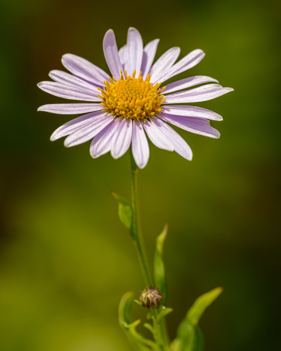 Fleurs de la marguerite