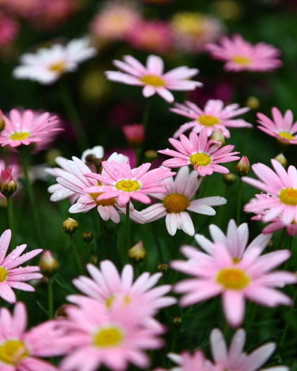 Plantation de la marguerite