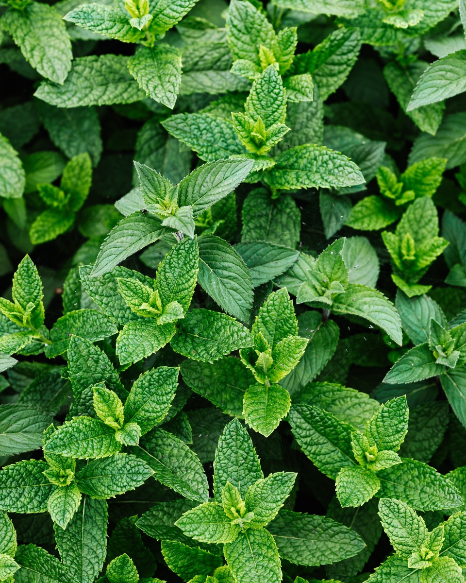 Menthe Mentha spicata