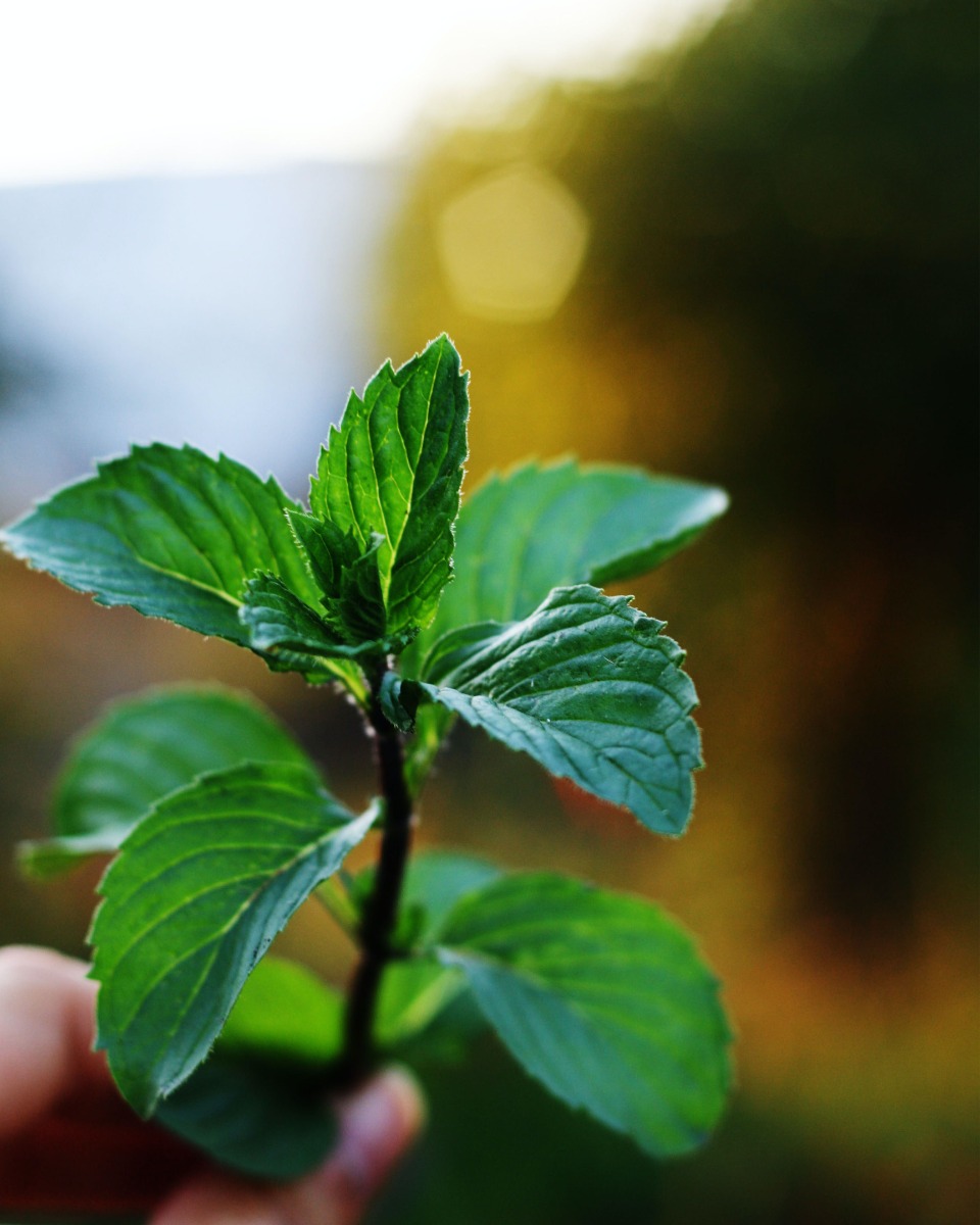 Planter de la menthe