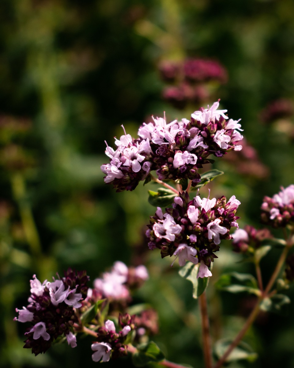 Fleurs d'origan