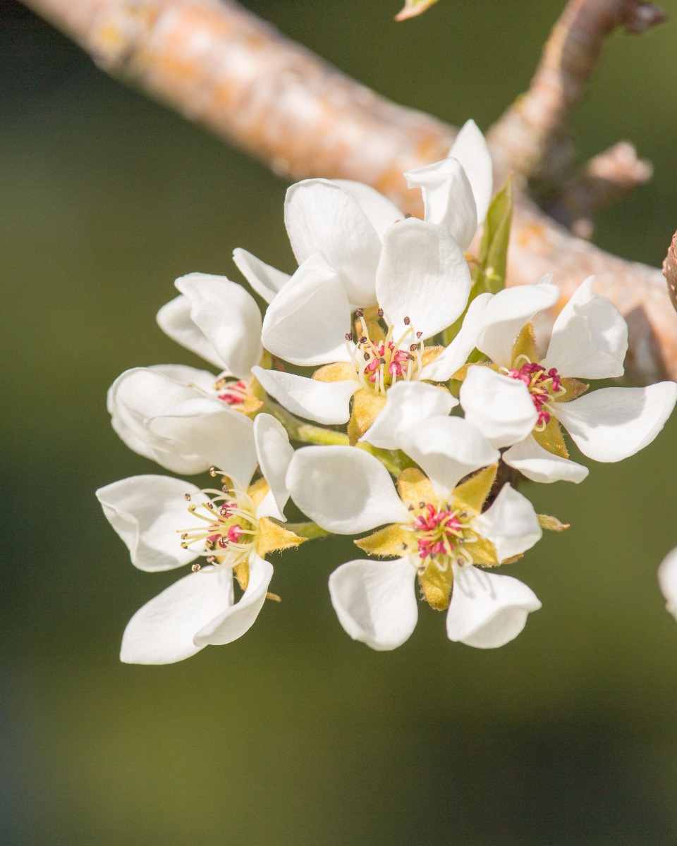 Fleurs de poirier