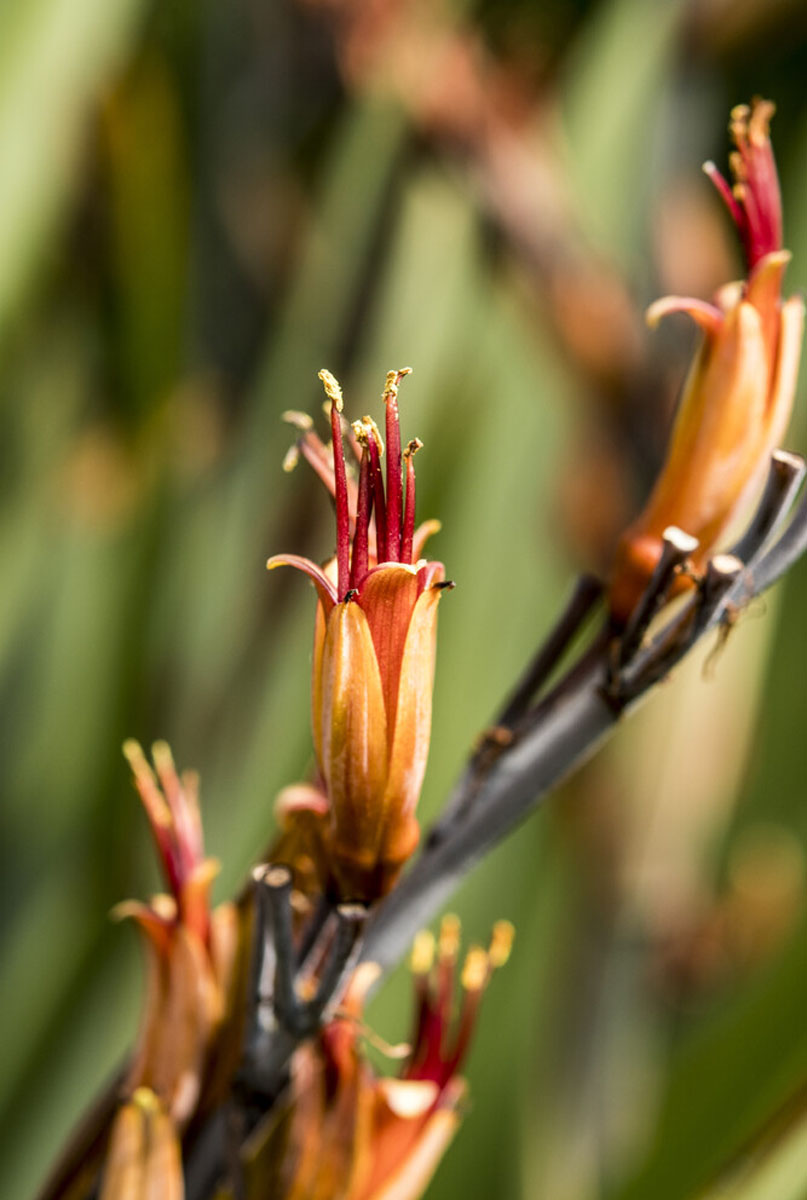 Fleurs du phormium 