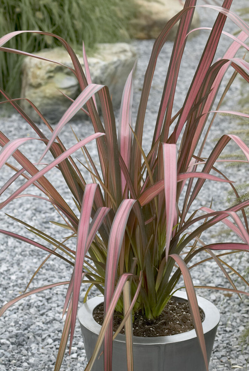 Arrosage de phormium