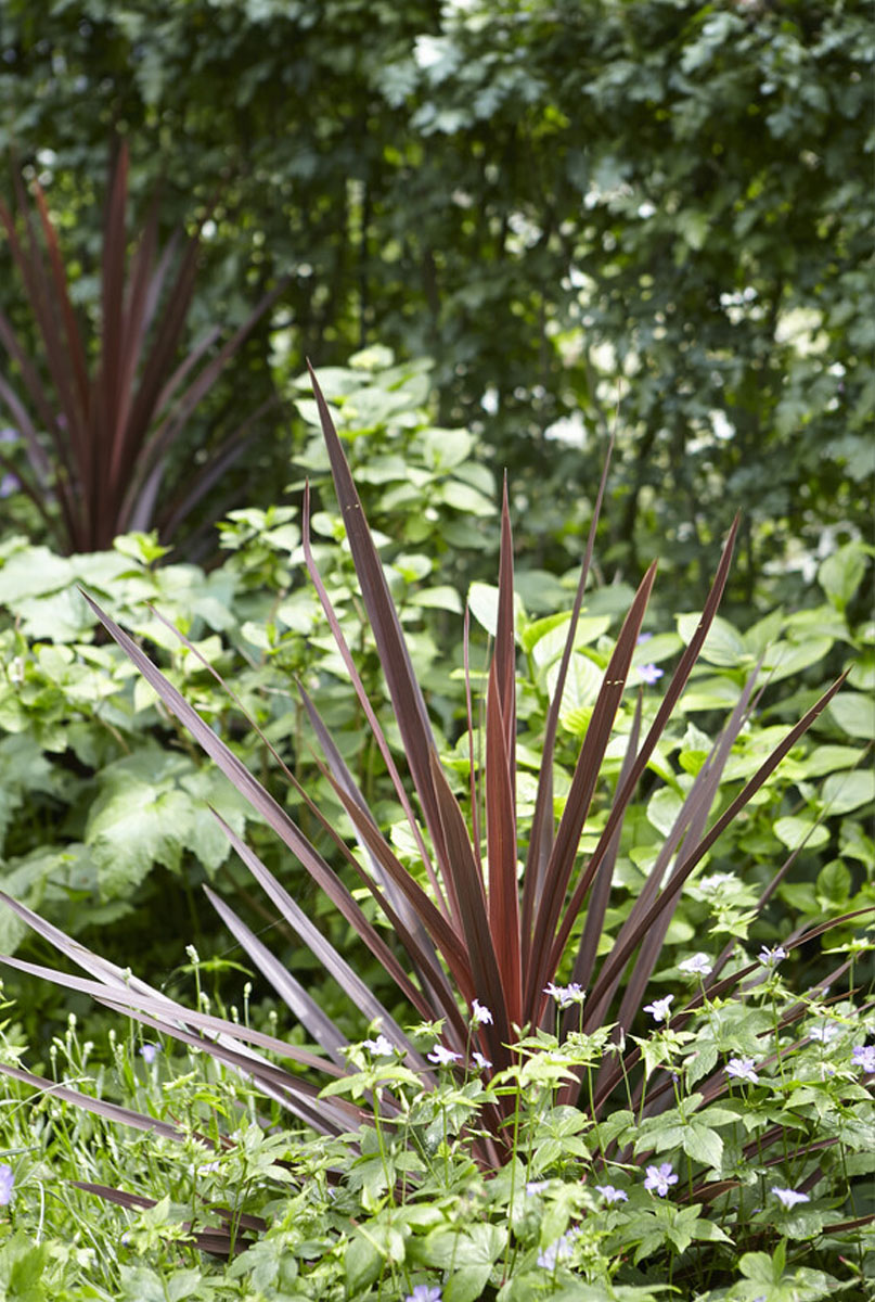 L'alimentation du phormium 