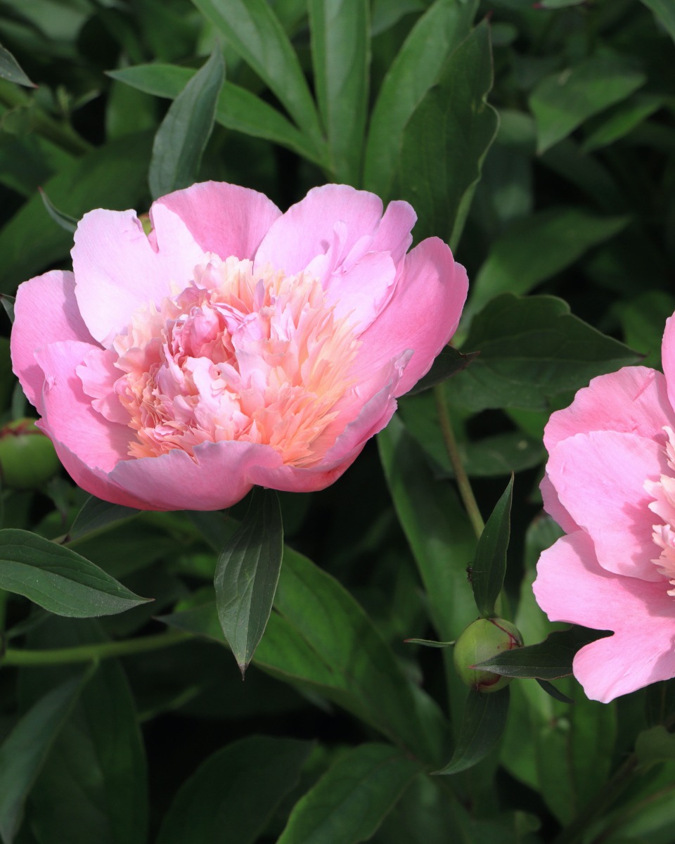 Pivoine Paeonia