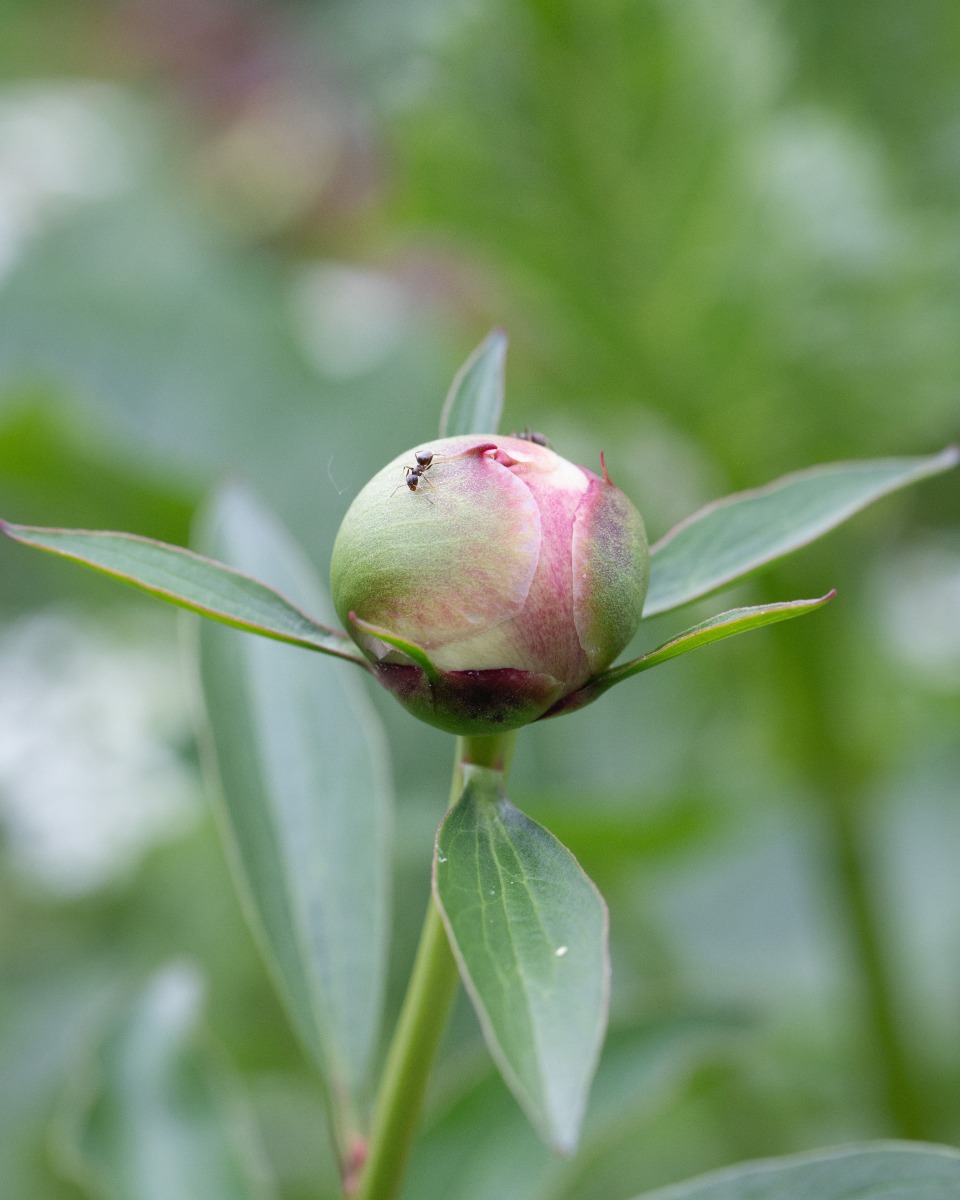 Plantes de pivoine