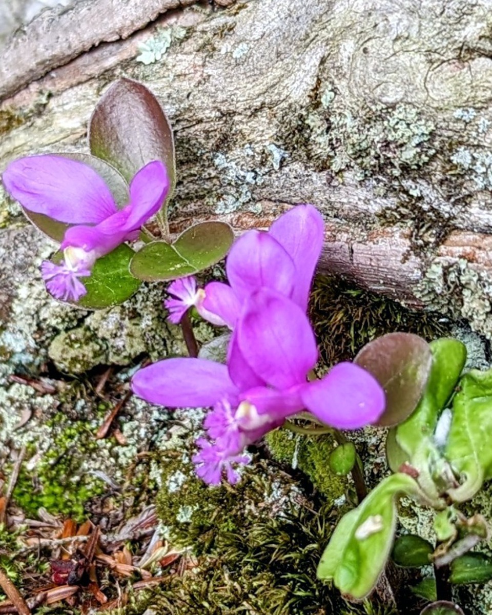 Plantation du Polygala