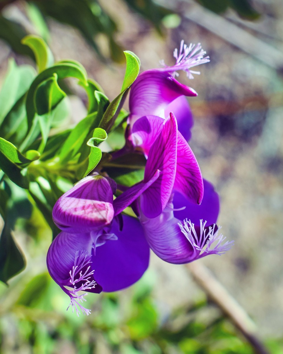 Entretien du Polygala