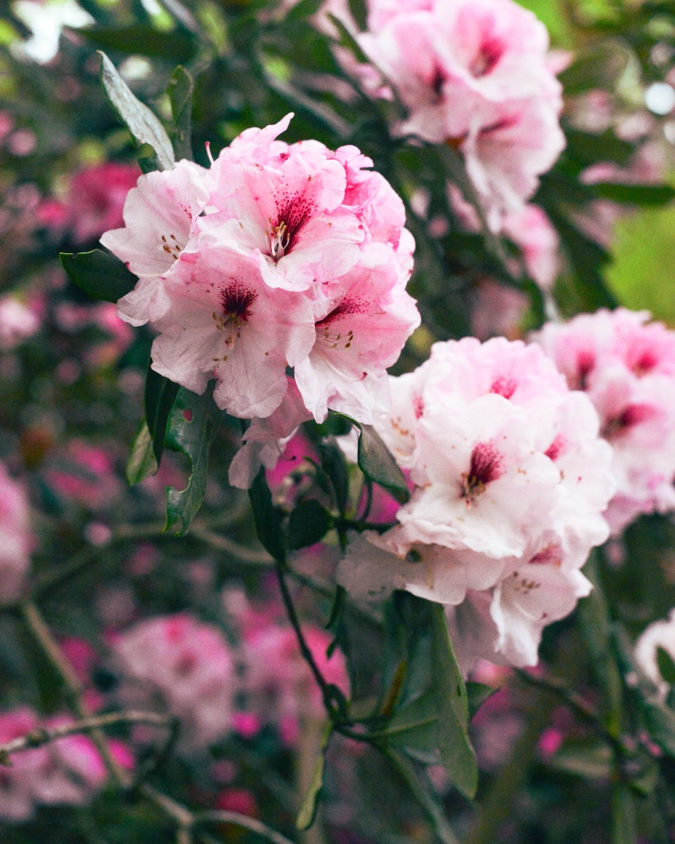 Plantes de rhododendron