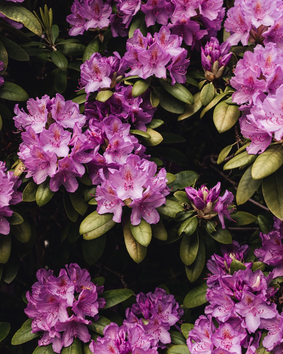 Arrosage des rhododendrons