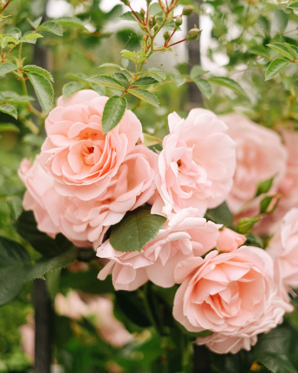 De la nourriture pour les roses