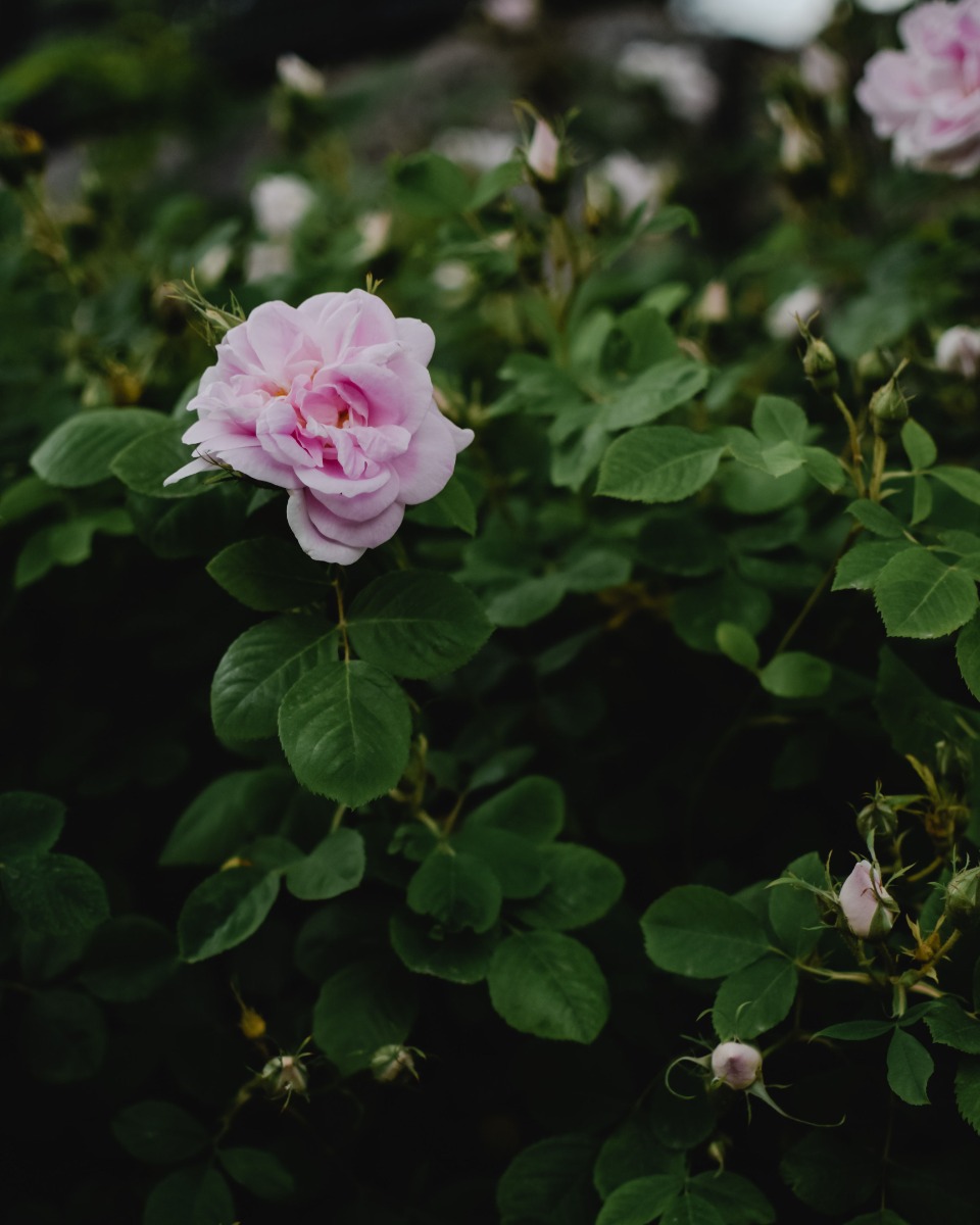 Plantation de rosiers