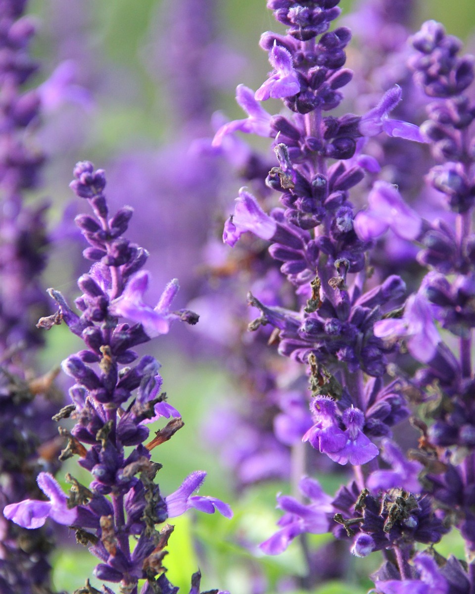 Fleurs de la sauge