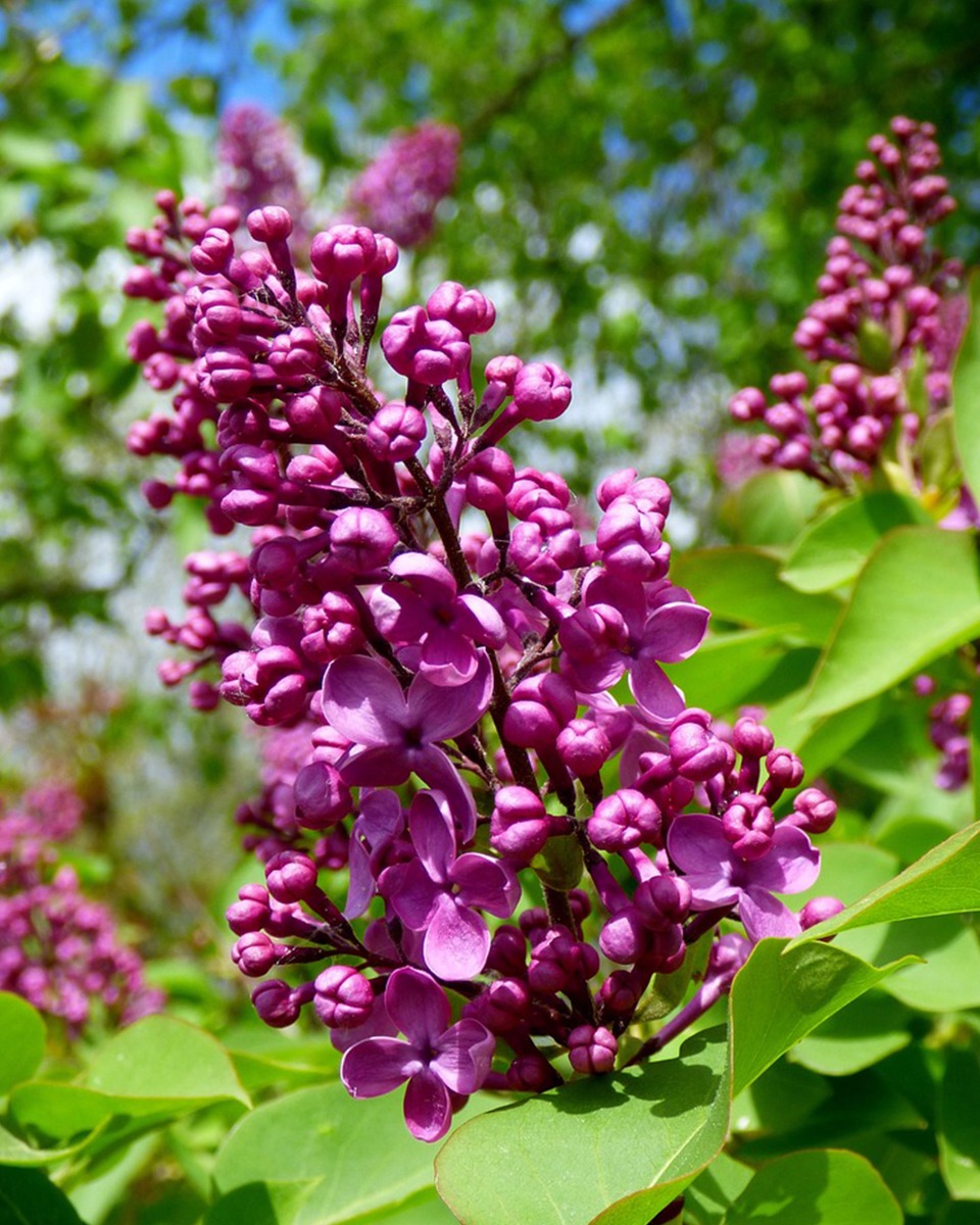 Entretenir le lilas