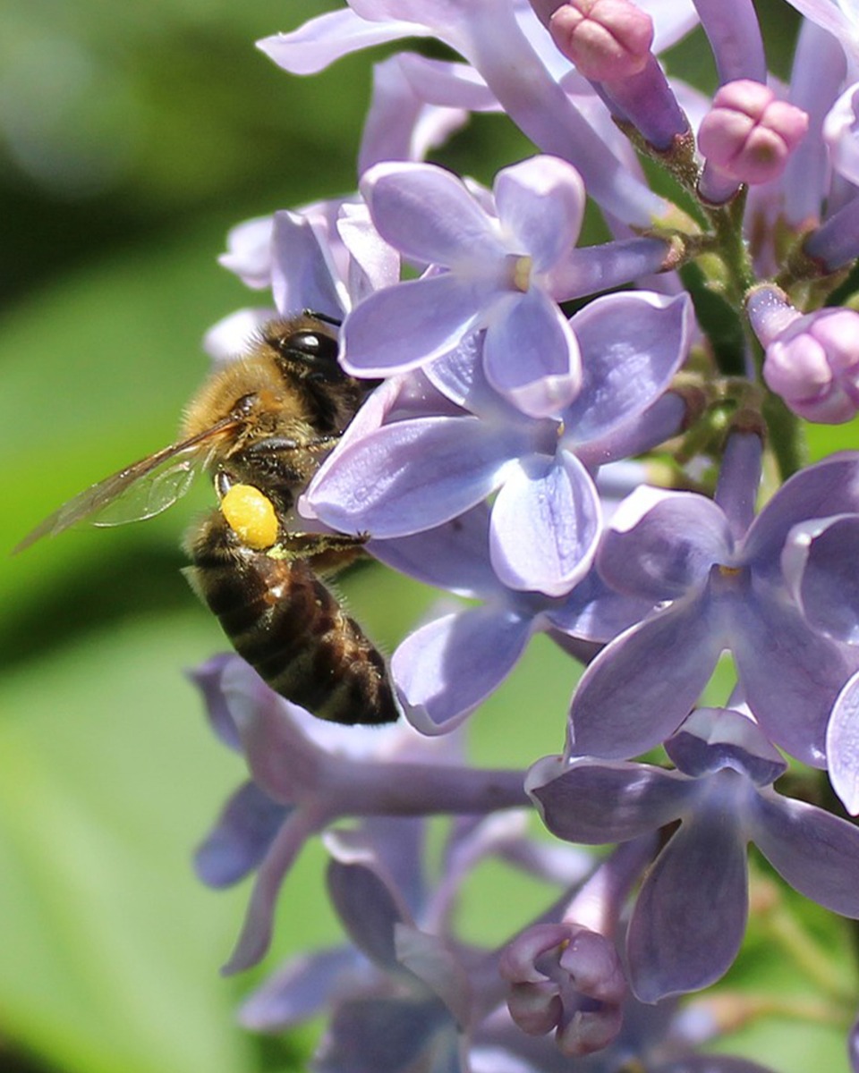 Fleurs de lilas