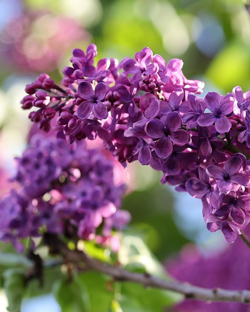 L'alimentation du lilas