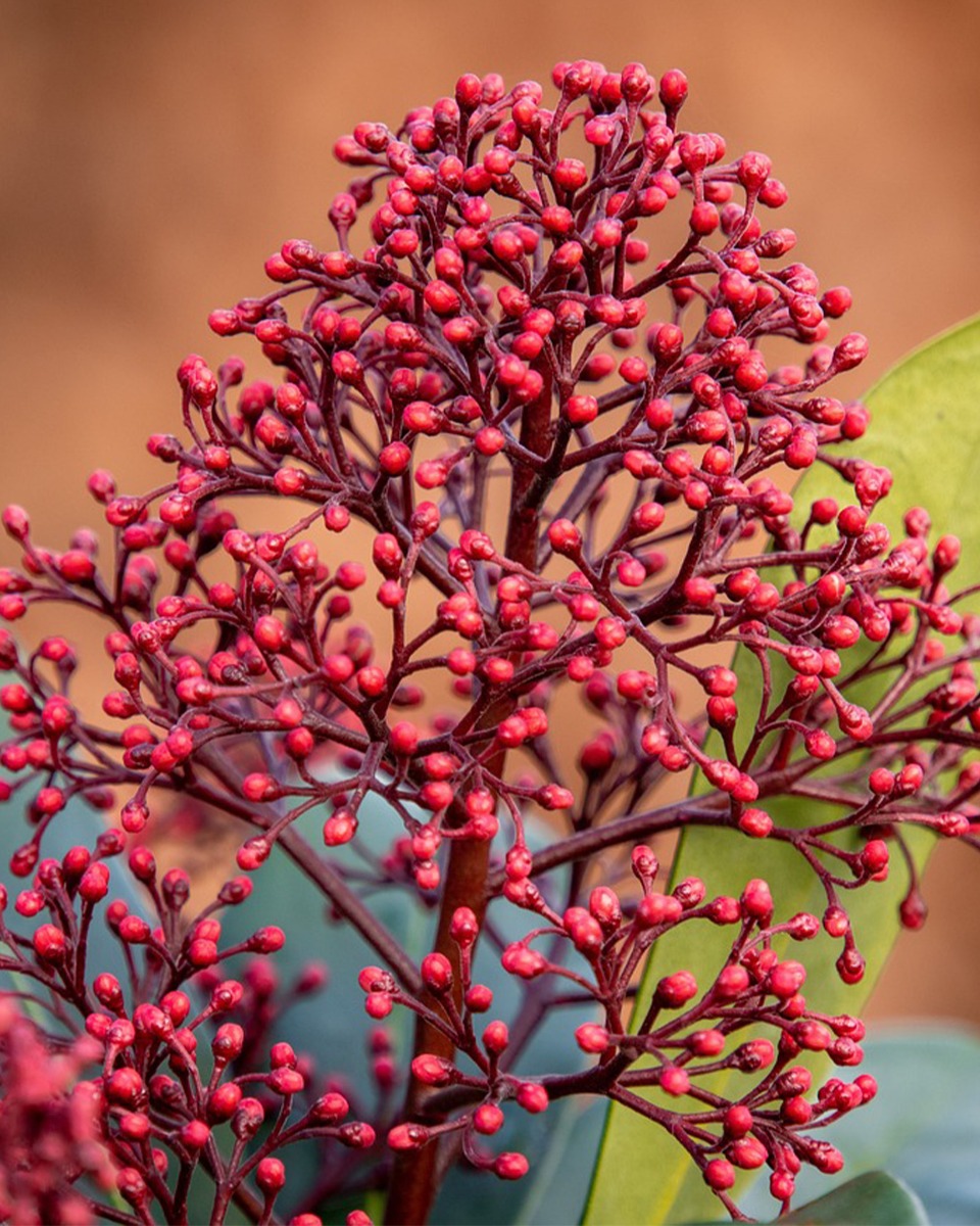 Arrosage du skimmia