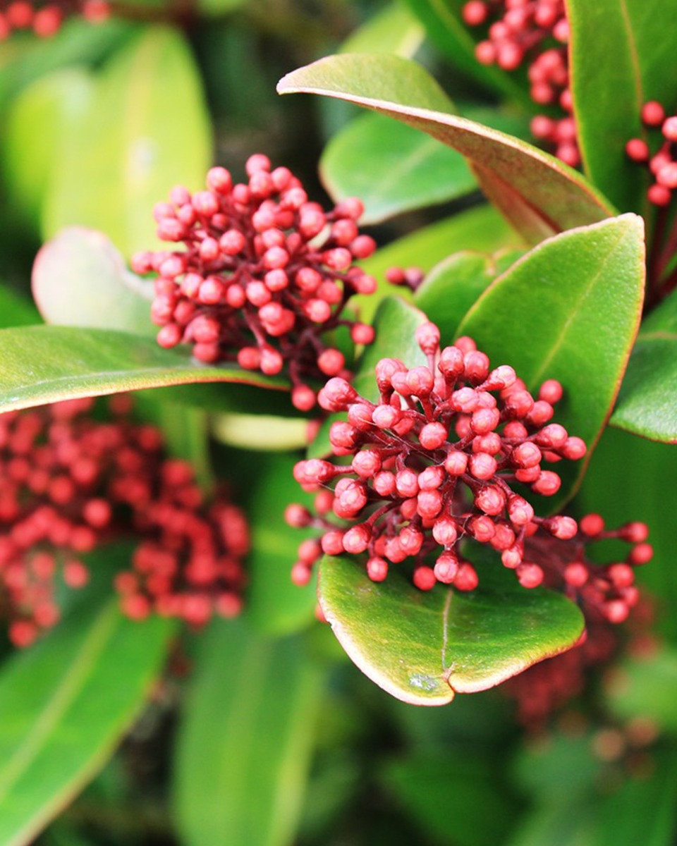 Entretien du skimmia