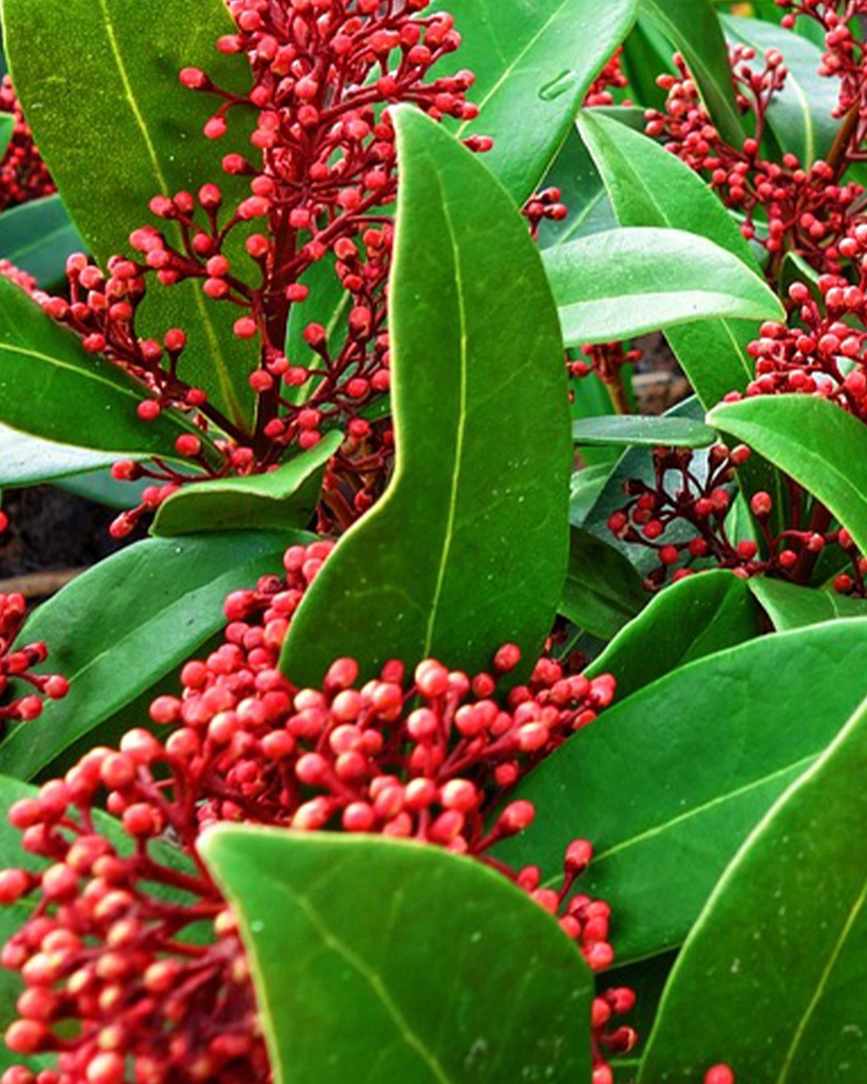 emplacement pour le skimmia