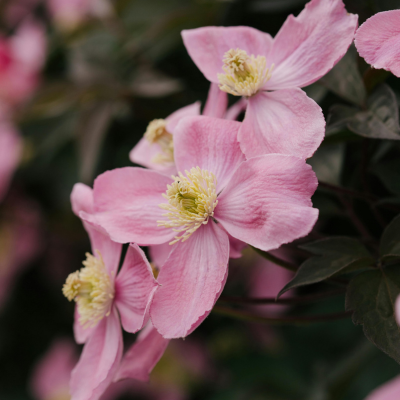 Plantes de jardin roses / rouges