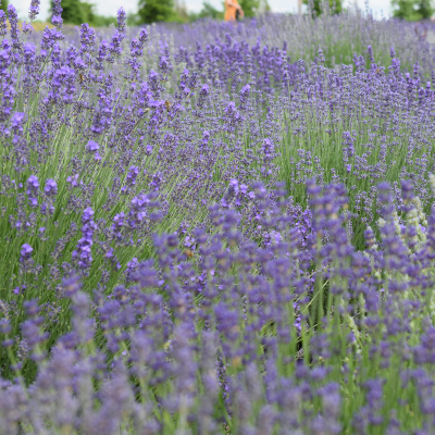  Plantes de jardin violettes / bleues