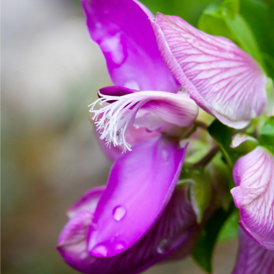 Polygala