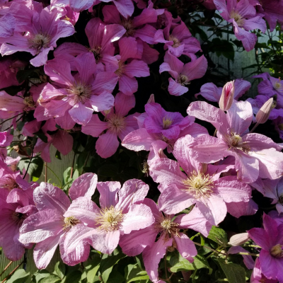 Clematis