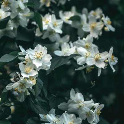 Jasminum